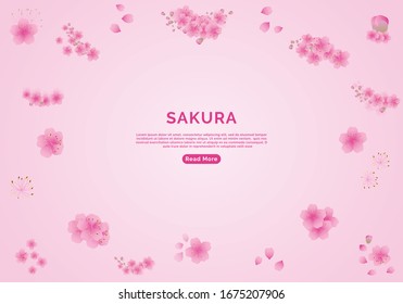 Sakura flowers background. cherry blossom isolated Pink background