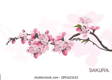 Sakura flowers background. cherry blossom isolated white background.