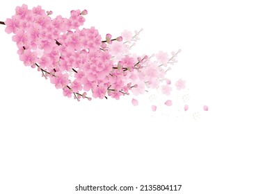 Sakura flowers background. cherry blossom isolated white background - Shutterstock ID 2135804117