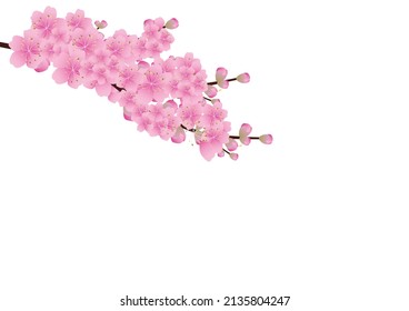 Flores sakura de fondo. fondo blanco de la flor del cerezo