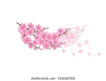 Sakura flowers background. cherry blossom