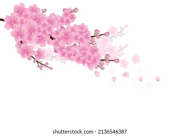 Sakura flowers background. cherry blossom isolated white background