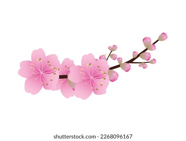 Sakura flowers background . cherry blossom isolated white background