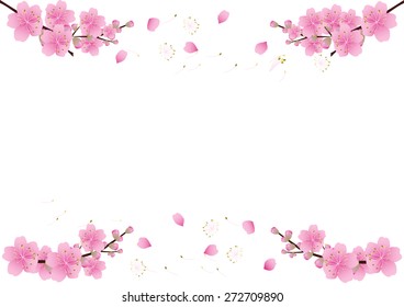 Sakura flowers background . cherry blossom isolated white background