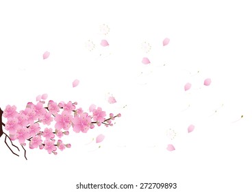 Sakura flowers background . cherry blossom isolated white background