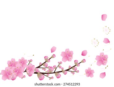 Sakura flowers background. cherry blossom isolated white background