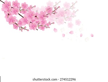 Download 77 Koleksi Background Sakura HD Paling Keren