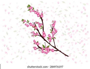 Sakura flowers background. cherry blossom isolated white background