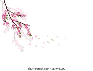 Sakura flowers background. cherry blossom isolated white background