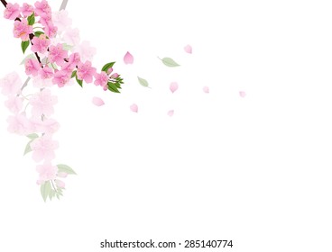 Sakura flowers background. cherry blossom isolated white background