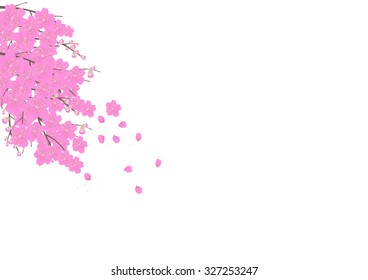 Sakura flowers background. cherry blossom isolated white background