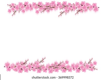 Sakura flowers background. cherry blossom isolated white background