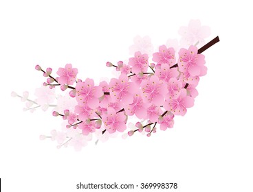 Sakura flowers background. cherry blossom isolated white background