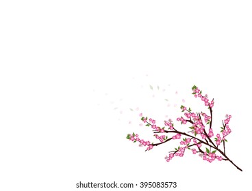 Sakura flowers background. cherry blossom isolated white background