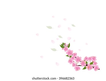 Sakura flowers background. cherry blossom isolated white background