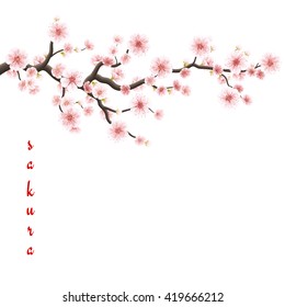 Sakura flowers background. Cherry blossom isolated white background. EPS 10 vector file included