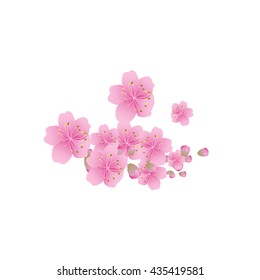 Sakura flowers background. cherry blossom isolated white background