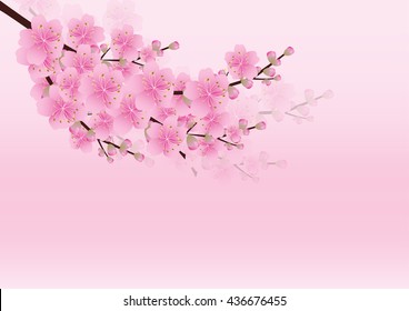 Sakura flowers background. cherry blossom 