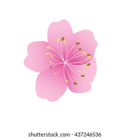 Sakura flowers background. cherry blossom isolated white background