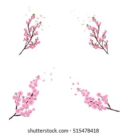 Flores de sakura de fondo. florecimiento del cerezo fondo blanco aislado 