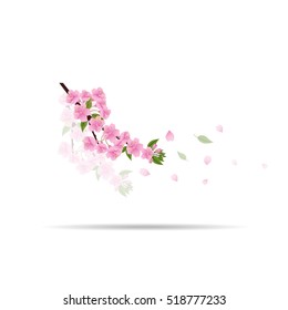 Sakura flowers background. cherry blossom isolated white background