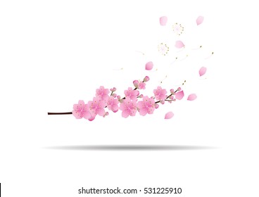Sakura flowers background. cherry blossom isolated white background