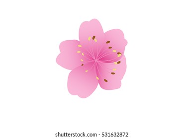 Sakura flowers background. cherry blossom isolated white background