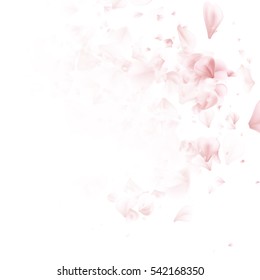 Sakura flowers background. cherry blossom isolated white background. EPS 10 vector file included