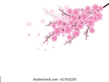 Sakura flowers background . cherry blossom isolated white background