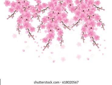 Sakura flowers background . cherry blossom isolated white background