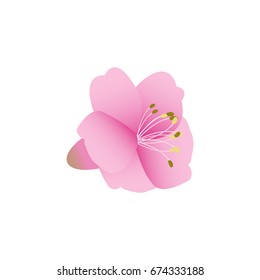 Sakura flowers background . cherry blossom isolated white background
