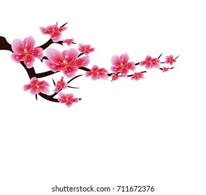 Sakura flowers background. Cherry blossom isolated white background. Chinese new year