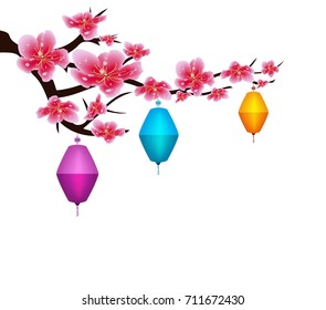 Sakura flowers background. Cherry blossom lantern isolated white background. Chinese new year