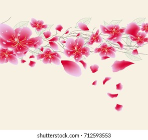 Sakura flowers background. Cherry blossom isolated white background. Chinese new year