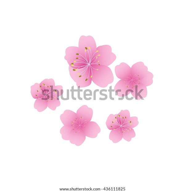 Sakura Flowers Background Cherry Blossom Isolated Stock Vector (Royalty ...