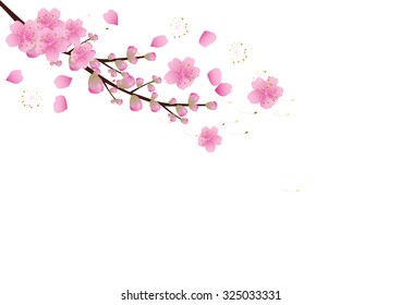 Sakura flowers background. cherry blossoms isolated on transparent background