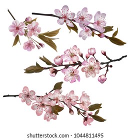 Sakura flowers background. Set of Blossoming cherry branches with pink flowers. Symbols of coming spring. Realistic vector illustration