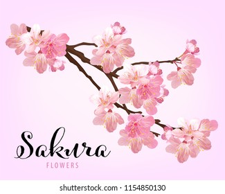 Sakura flowers background template. Vector set of blooming floral for holiday invitations, greeting card and fashion design.