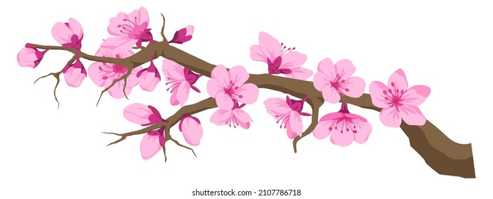 Sakura Blumen in Blüte auf Ast, Zweig mit Kirschblüte, Blüte im Frühling oder Sommer. Feine und elegante, zarte Blütenblätter. Asiatische Flora orientalische exotische saisonale Botanik. Vektorgrafik auf ebene