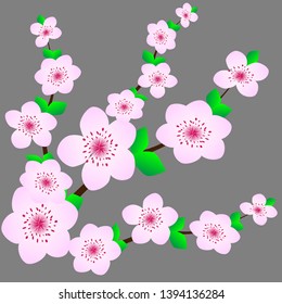 Sakura flowers bloomed on the tree