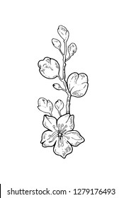 Sakura flowers blossom bud, hand drawn line ink style. Cure doodle cherry plant vector illustration, black isolated on white background. Realistic floral bloom for spring japanese or chinese holiday