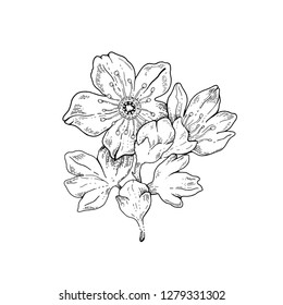 Sakura flowers blossom, hand drawn line ink style. Cure doodle cherry plant vector illustration, black isolated on white background. Realistic floral bloom for spring japanese or chinese holiday