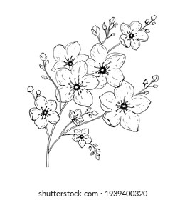 Sakura flowers blossom, hand drawn line ink style. Cute doodle cherry vector illustration, black isolated on white background. 