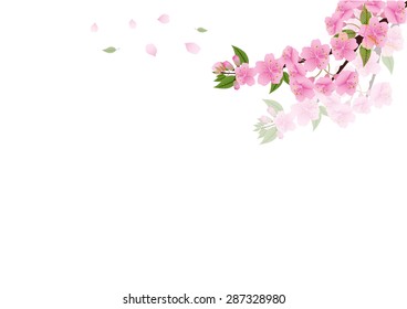 sakura  flowers  blossom on white with copy space , sakura frame flowers corner border , isolated on white background 