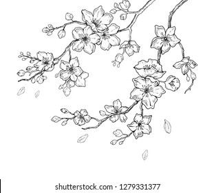 Sakura flowers blossom set, hand drawn line ink style. Cute doodle cherry plant vector illustration, black isolated on white background. Realistic floral bloom for spring japanese or chinese holiday