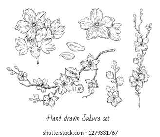 Sakura flowers blossom set, hand drawn line ink style. Cure doodle cherry plant vector illustration, black isolated on white background. Realistic floral bloom for spring japanese or chinese holiday