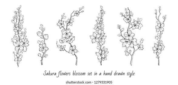 Sakura flowers blossom set, hand drawn line ink style. Cure doodle cherry plant vector illustration, black isolated on white background. Realistic floral bloom for spring japanese or chinese holiday