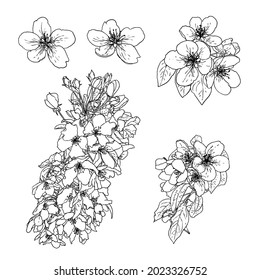 Sakura flowers blossom set, hand drawn black white ink style. Cherry blossom twigs isolated illustration. Drawing of real tree floral bloom sticks for national Japanese spring flowers blooming. Vector