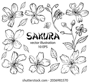 Sakura flowers blossom set, hand drawn line ink style. Cure doodle cherry plant vector illustration, black isolated on white background. Realistic floral bloom for spring japanese or chinese holiday.