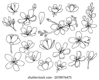 Sakura flowers blossom set, hand drawn line ink style. Cure doodle cherry plant vector illustration, black isolated on white background. Realistic floral bloom for spring japanese or chinese holiday